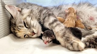Freya's Newborn Maine Coon Kittens