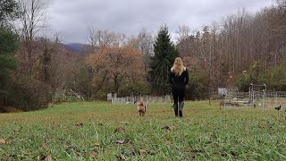 Homesteading Solo (My Journey To Building A Homestead From Scratch)