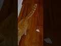 Jackson Distracts a Feisty Cat! | My Cat From Hell | Animal Planet