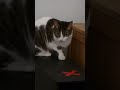 Jackson Distracts a Feisty Cat! | My Cat From Hell | Animal Planet