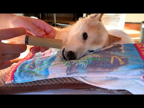 シニア犬の食事管理8つのコツ｜愛犬の健康寿命を延ばす方法