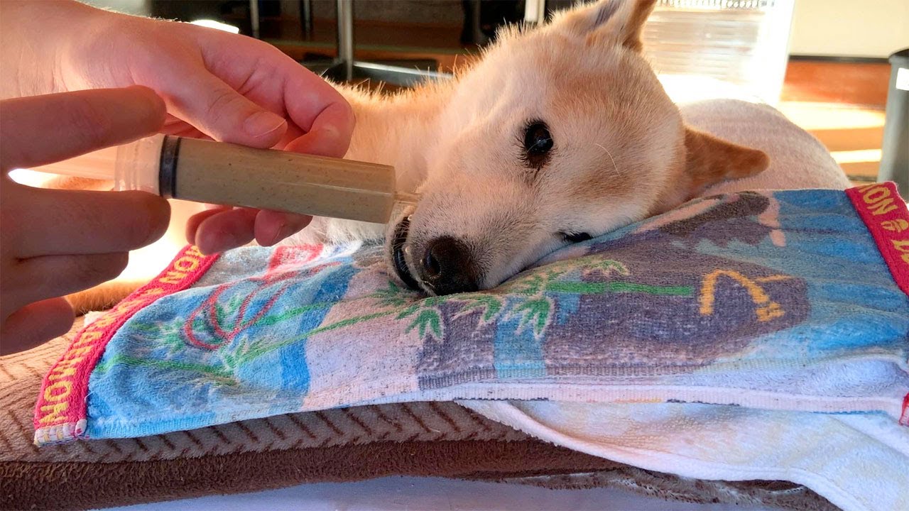 老犬介護：食事介助 4（流動食のレシピと与え方）