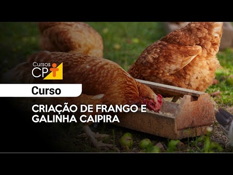 Curso Criação de Frango e Galinha Caipira