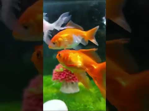 gold fish tank #aquarium #crab #food #guppies #guppy #mollyfish #petfi #fish #petfish