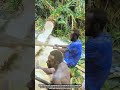 How Traditional Saw Teams Split Giant Palm Trees Into Clean Beams