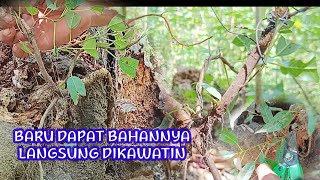 Bahan Bonsai Di Alam Liar  ? Bahan Bonsai Loa Di Alam Liar Langsung Dikawatin #bonsai #bonsaialam