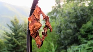 Blind Eyed Sphinx Moths Mating