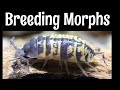 Isopod Care Guide Part 7: Breeding Isopod Morphs