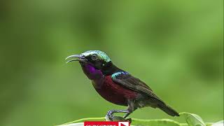 Masteran konin bikin juri terkagum kagum