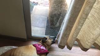 Dog Gets Shocked After Waking Up To Bear Outside Staring At Them Through Gl Door - 1231643