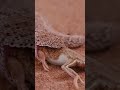 SIDEWINDER: La Serpiente que Baila para No Quemarse #animalessalvajes