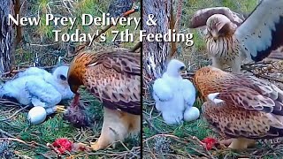 #134🐥17day-old／PN Alto Tajo🇪🇸Booted Eagle Nest 2026／by DIRECTO NATURA