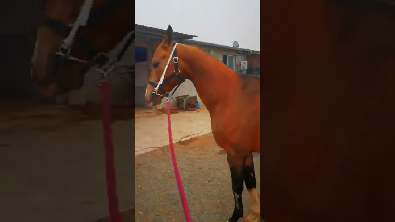 Beautiful wild horses run wild horses wild horses are fighting for territory 273