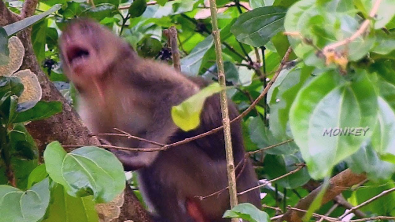 where Jane? Janna cry sadly in hungry on tree cos lost Jane