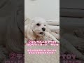 【わんこグッズ紹介】夢中で遊ぶ！犬の噛むおもちゃ3選！ #犬のおもちゃ #デンタルトイ #ストレス解消