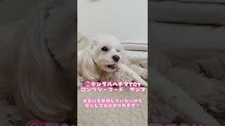 【わんこグッズ紹介】夢中で遊ぶ！犬の噛むおもちゃ3選！ #犬のおもちゃ #デンタルトイ #ストレス解消