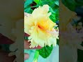 Beautiful flowers….
