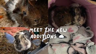 Meet Fudge and Brownie | Vlog