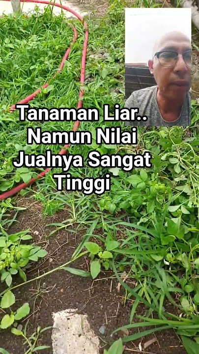 Tanaman Liar.. Namun bernilai setara rumah mewah.