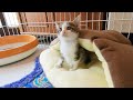 不安そうにする子猫と、いつも帰宅が遅い飼い主