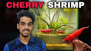 I Bought Cherry Shrimp For The First Time Aquatic Bonsai