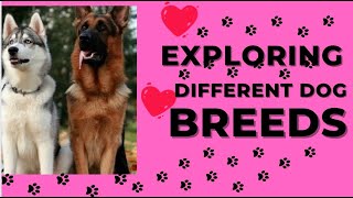 Unraveling the wonders of German shepherd, Siberian husky and golden retriever. #germanshepherd