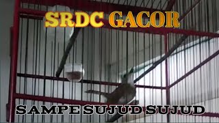 SRDC GACOR GAYA BUKAN MAIN SAMPE SUJUD SUJUD