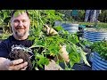 How to Transplant a Tomato Plant | Basic Gardening Tips for Beginners