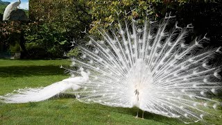 White Pea Opening Feathers. The Most Beautiful White Pea -Zoo Animal
