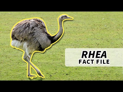 Rhea Facts: NOT an Emu nor an Ostrich | Animal Fact Files