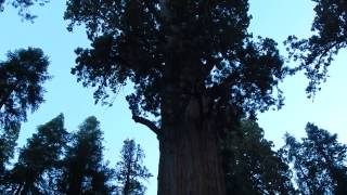 General Sherman Giant Sequoia Tree - Sequoia National Park 2014