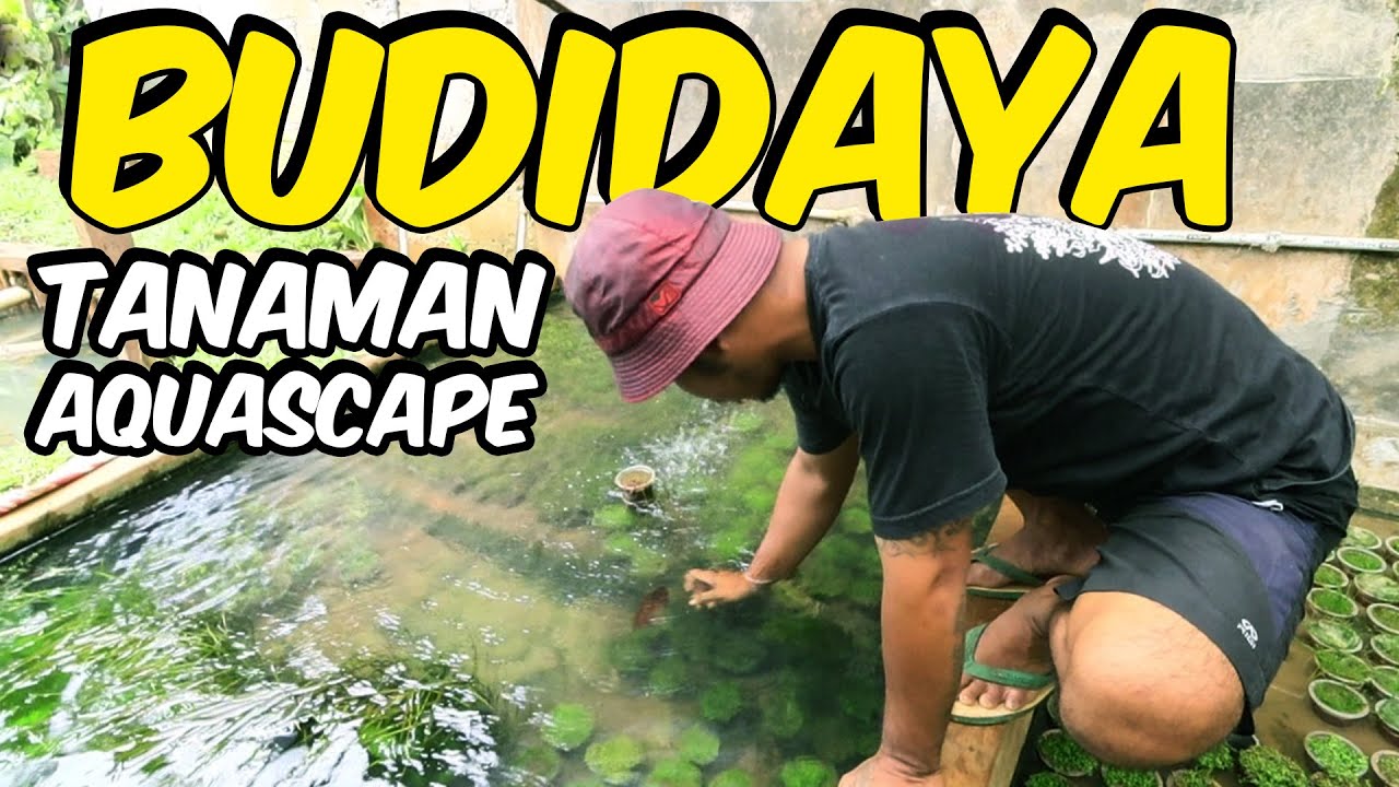 💰 Budidaya Tanaman Aquascape Langsung Dari Ahlinya 🌱 | 