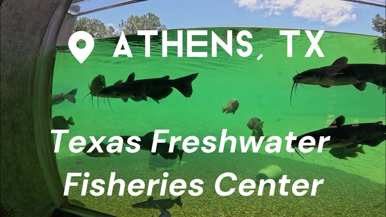 Bass Fishing at Texas Freshwater Fisheries Center