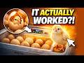 I Hatched REAL Eggs at Home?! 🐣 | OKKÖBI M12 Incubator Honest Review
