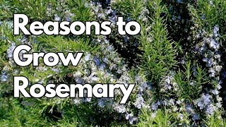 5 Top Reasons to Grow Rosemary!!