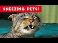 Try Not To Laugh At These Sneezing Pets  amp  Animals of 2017 Compilation   Funny Pet Videos