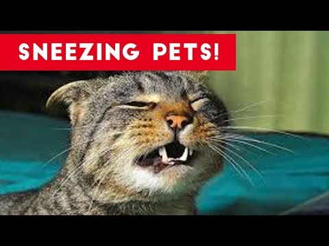 try-not-to-laugh-at-these-sneezing-pets-&-animals-of-2017-compilation-|-funny-pet-videos