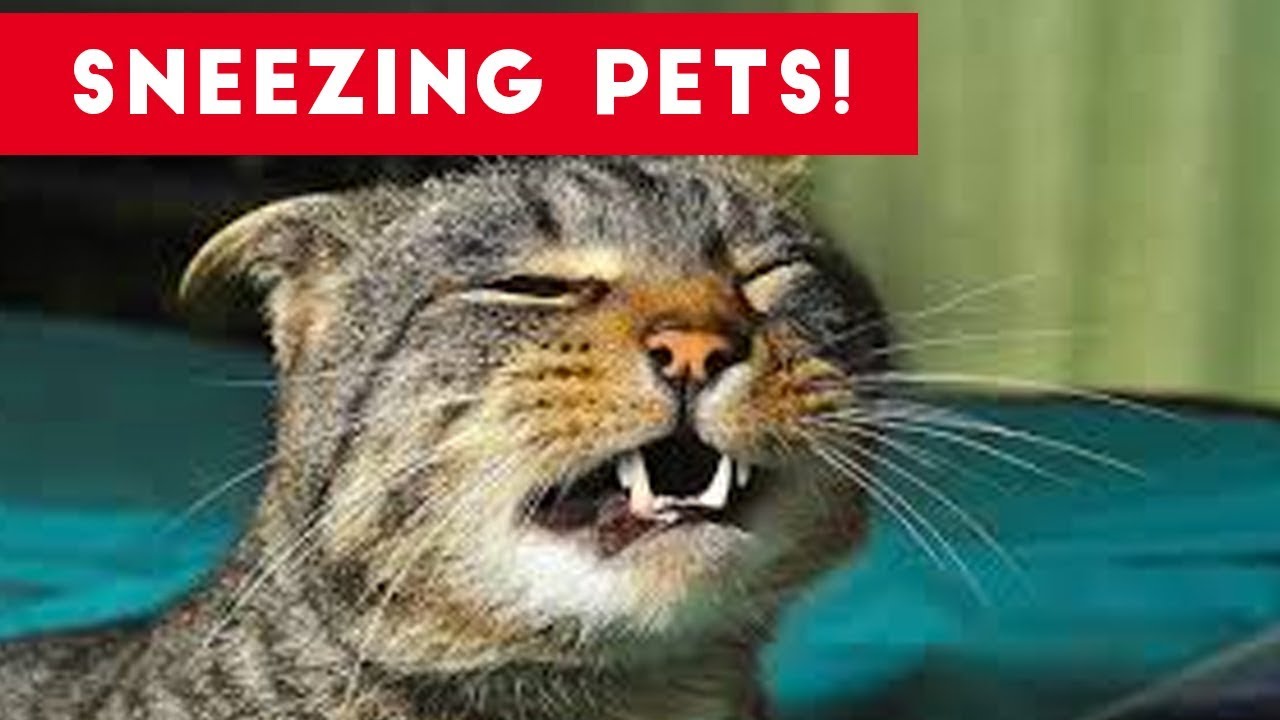 Try Not To Laugh At These Sneezing Pets & Animals of 2017 Compilation |  Funny Pet Videos - YouTube