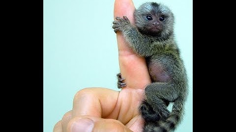 COMP 3430 Summer 2023 Lecture 20 (June 13, 2023)