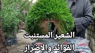 فوائد الشعير المستنبت