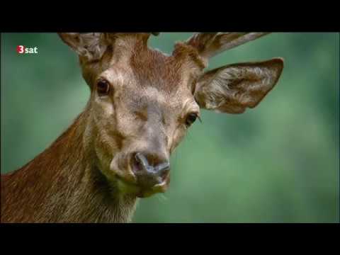 Der Prinz der Alpen 3sat Dokumentationen