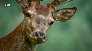 Der Prinz der Alpen 3sat Dokumentationen