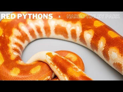 Red Pythons and NARBC Tinley Park - YouTube