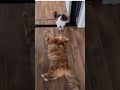 is this the Cutest Moments ? ❤️ #trending #shorts