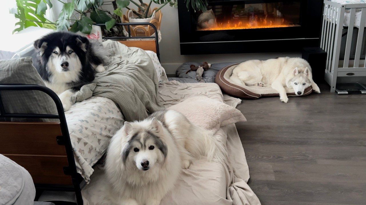 The most adorable puppies and baby