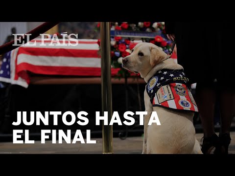 Video: Muere El Ex Primer Perro Barney Bush A Los 12 Años