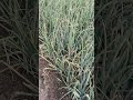 120 Days ......#ytshorts #agriculturaltechnology #rupesh #trending #agriculture #technology #farmer