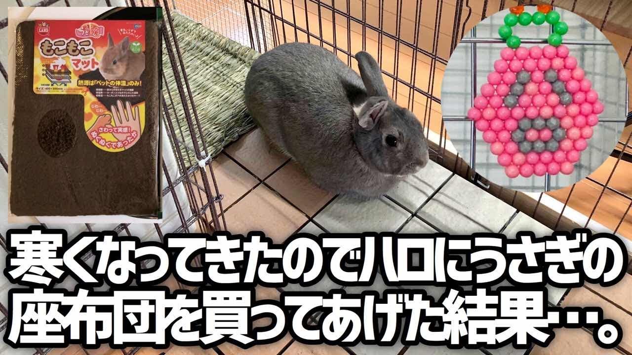 ハロにうさぎの座布団を買ってあげた結果 Youtube