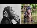 Самые умные обезьяны в мире. ТОП 10 Самых умных приматов