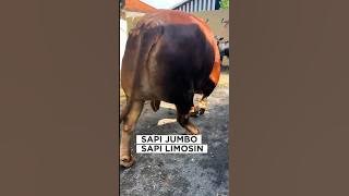 mengeluarkan sapi jumbo, sapi limosin super #shorts #bigcow #sapilucu